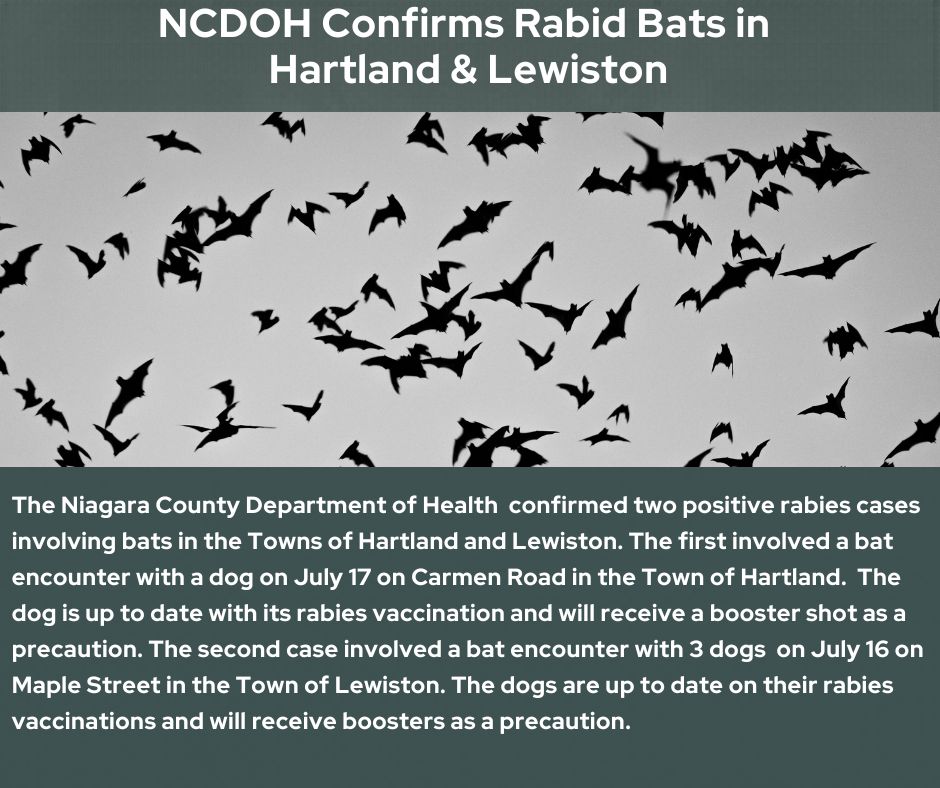 Rabid Bats.7.24.26